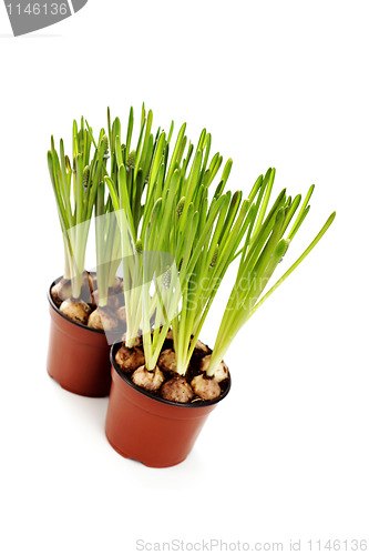 Image of muscari buds