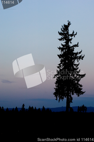 Image of Lonely pine