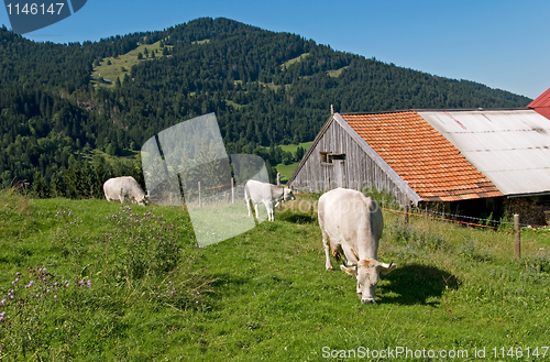 Image of cows