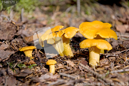 Image of chanterelle