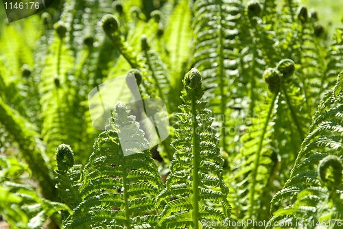 Image of green ferns