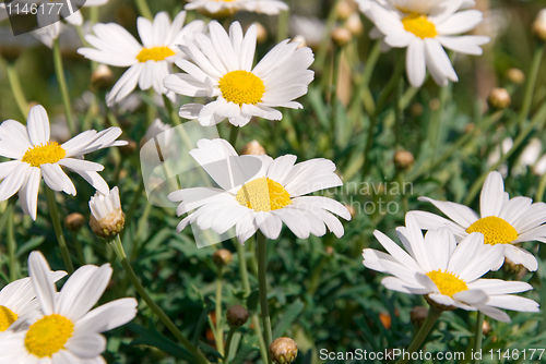 Image of marguerite flowers