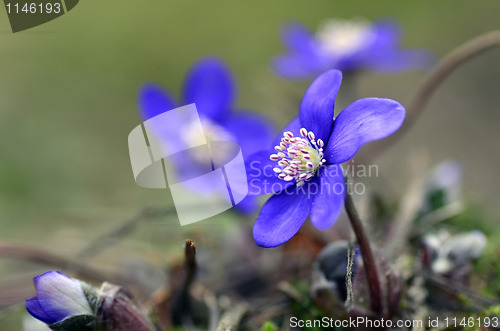 Image of Blue spring flower