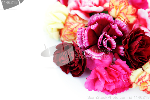 Image of carnations