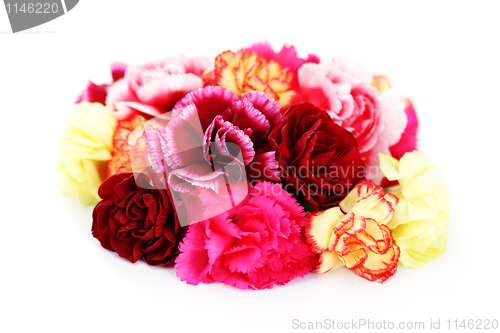 Image of carnations