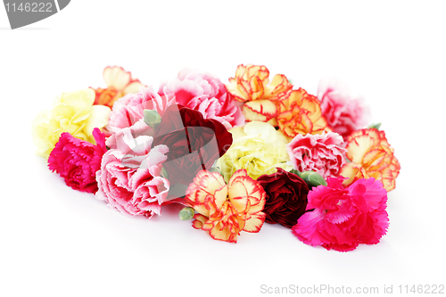 Image of carnations