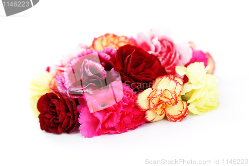 Image of carnations