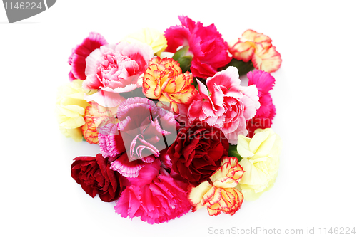 Image of carnations