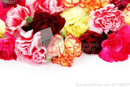 Image of carnations