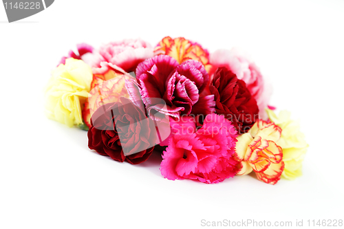 Image of carnations