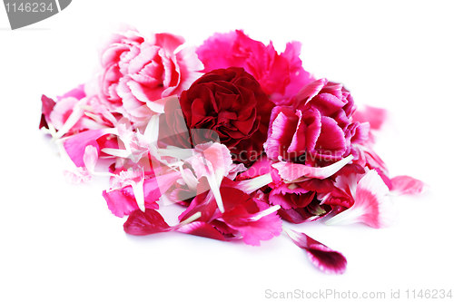 Image of carnations