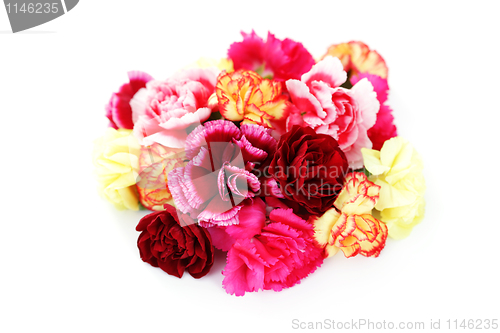 Image of carnations