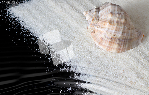 Image of Seashell