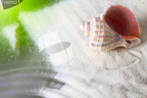 Image of Seashell 2