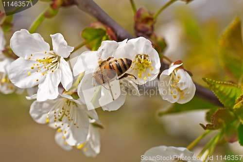 Image of Bee