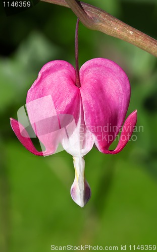 Image of Bleeding Heart