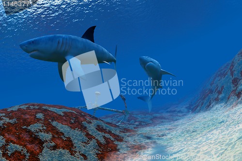 Image of Shark