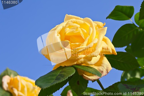 Image of Yellow Rose