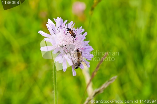 Image of Bee with Bug