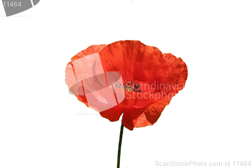 Image of Poppy