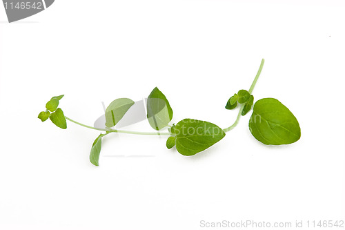 Image of Oregano