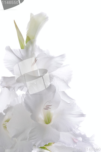 Image of Beautiful White Gladiolus 