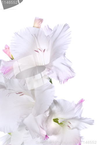 Image of Beautiful White Gladiolus 