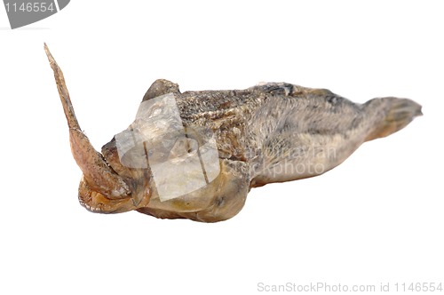 Image of fish of prey