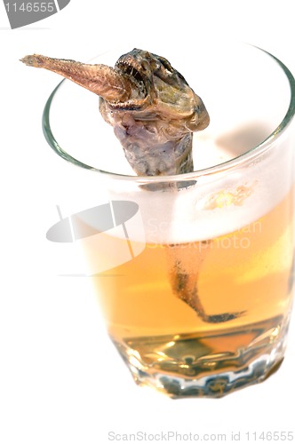 Image of fish of prey in beer