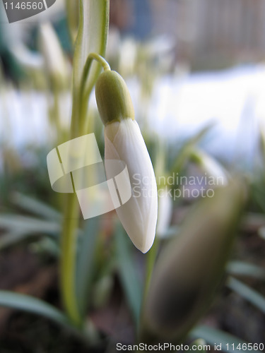 Image of snowdrop