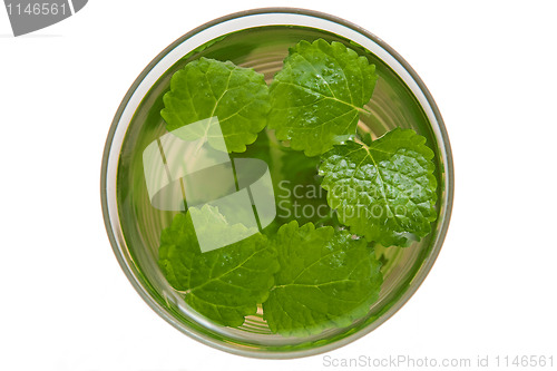 Image of Melissa tea