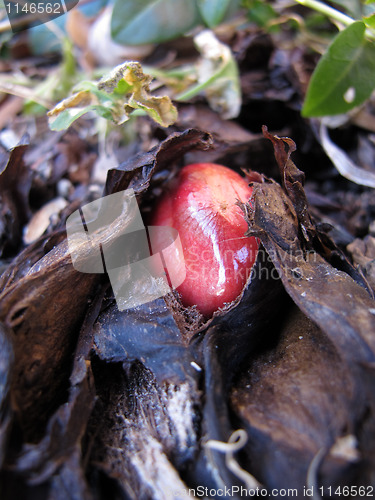 Image of rhubarb bud