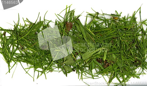 Image of Grass cuttings