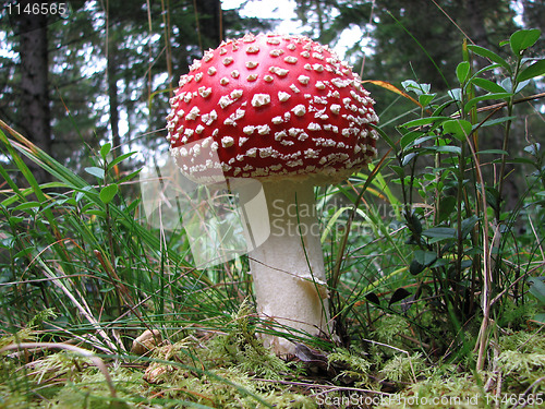 Image of Amanita muscaria, fly agaric