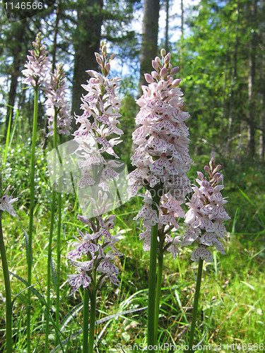 Image of Dactylorhiza maculata, Heath Spotted Orchid