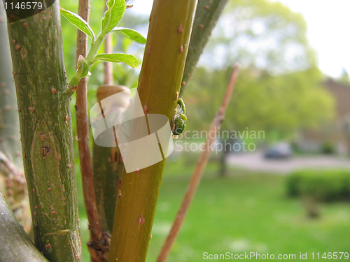 Image of mistletoe sprout