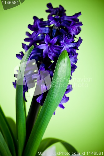 Image of blue hyacinth