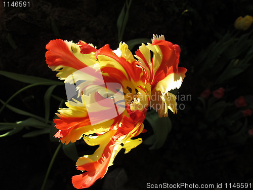 Image of tulip 'Flaming parrot'