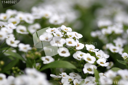 Image of clear crystal white alyssum