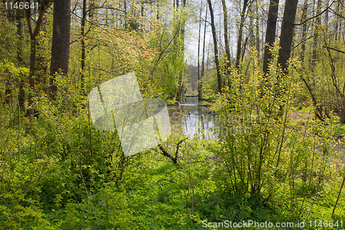 Image of River crossing natural forest in springtime