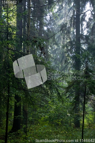 Image of Shady rain after coniferous stand of Bialowieza Forest in summer