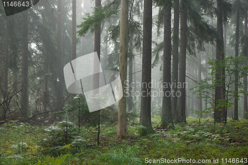 Image of Coniferous stand in mist