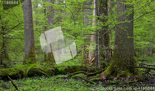 Image of Group of giant oaks in natural forest