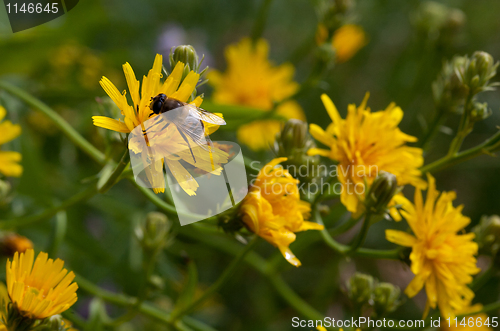 Image of Hoovering fly family insect on yellow flower