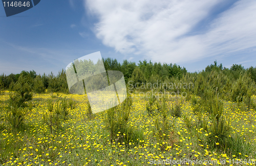 Image of Young pine tree among grass and yellow flowers