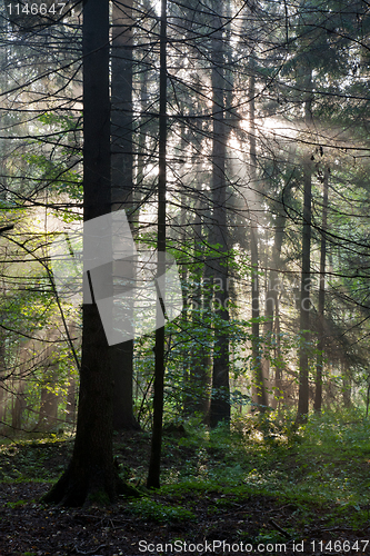 Image of Misty forest at morning