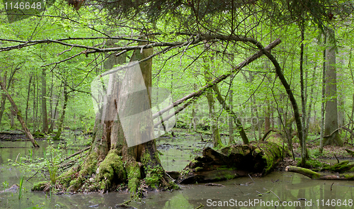 Image of Springtime deciduous forest with standing water