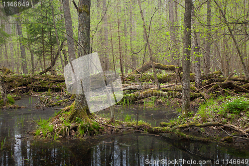 Image of Springtime wet mixed forest with standing water