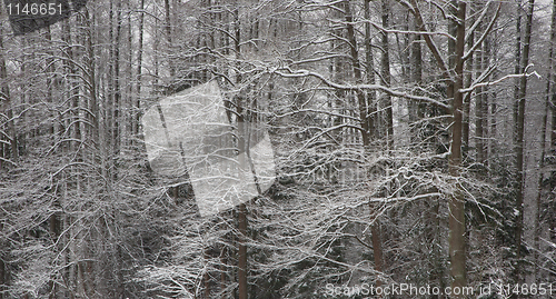 Image of Old trees after blizzard