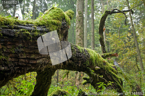 Image of Lichem and moss wrapped broken branch